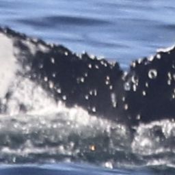 Fluke of HW-MN0802684