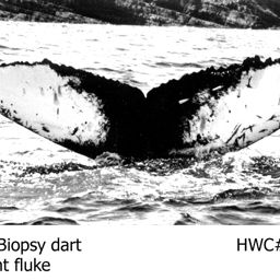 Fluke of NA-7216