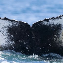 Fluke of HW-MN0802697
