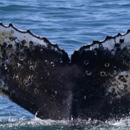 Fluke of HW-MN0802699