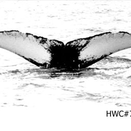 Fluke of NA-7238