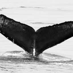 Fluke of Bora
