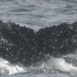 Fluke of HW-MN0802714