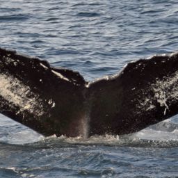 Fluke of NA-7245