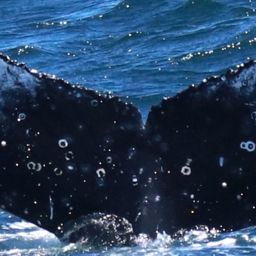 Fluke of HW-MN0802728