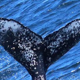 Fluke of HW-MN0802736