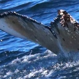 Fluke of HW-MN0802753