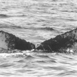 Fluke of NA-9132