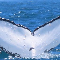 Fluke of HW-MN0802754
