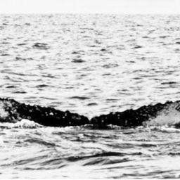 Fluke of NA-7579