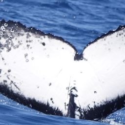 Fluke of HW-MN1106622
