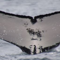Fluke of HW-MN1106626