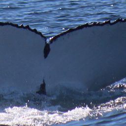 Fluke of HW-MN1106705