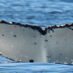 Fluke of HW-MN1106727