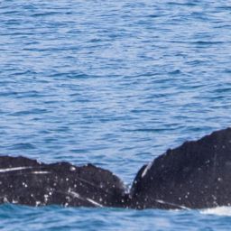 Fluke of HW-MN0444460