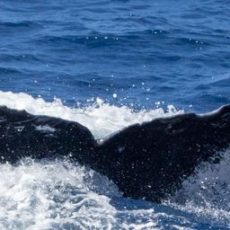 Fluke of HW-MN0444450