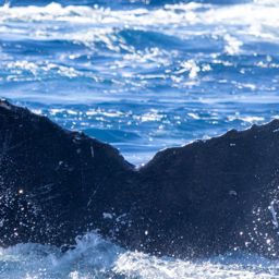 Fluke of HW-MN0444456
