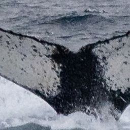 Fluke of HW-MN1305166
