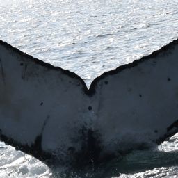 Fluke of CRC-21832