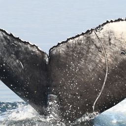 Fluke of CRC-20903