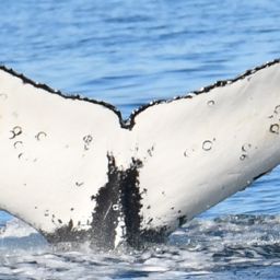 Fluke of CRC-20902