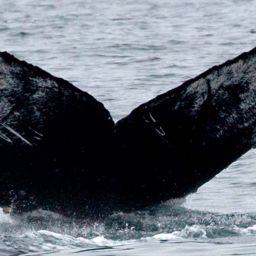 Fluke of CRC-12201