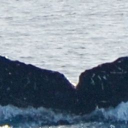 Fluke of CRC-16885