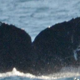 Fluke of CRC-12525