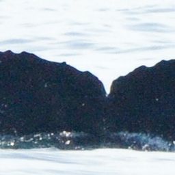 Fluke of CRC-17247