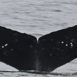 Fluke of CRC-16758
