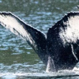 Fluke of CSY0156