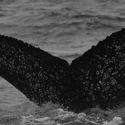 Fluke of HW-MN0802760