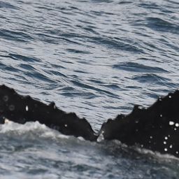 Fluke of HW-MN0802761
