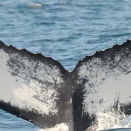 Fluke of CRC-17233