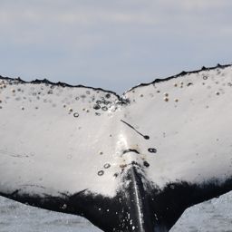 Fluke of HW-MN0802776