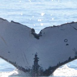 Fluke of Irlanda