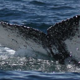 Fluke of HW-MN0802784