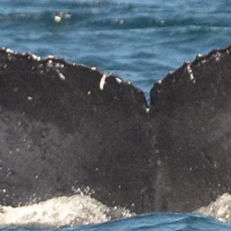 Fluke of CRC-17229