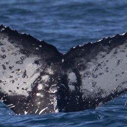 Fluke of HW-MN0802785
