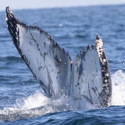 Fluke of HW-MN0802790