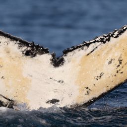 Fluke of HW-MN0802793