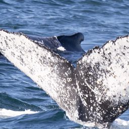 Fluke of HW-MN0802794