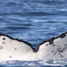 Fluke of HW-MN0802796