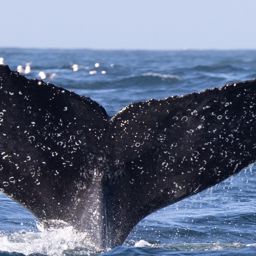 Fluke of HW-MN0802801