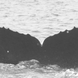 Fluke of CRC-10863