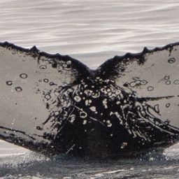 Fluke of HW-MN1305172