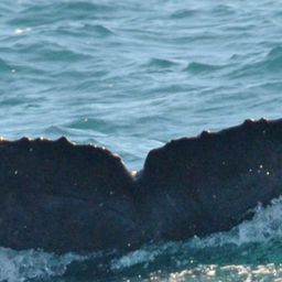 Fluke of CRC-15427