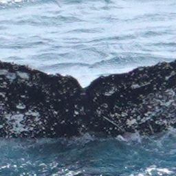 Fluke of HW-MN1305181