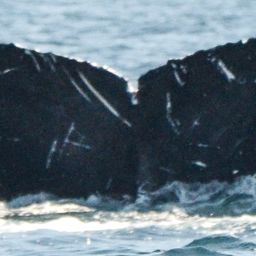 Fluke of CRC-16482
