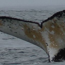 Fluke of MRIWU-00150